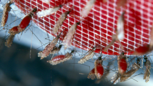 Photo credit: Anopheles gambiae(link is external). Johns Hopkins Malaria Research Institute, PLOS, WikiCommons 2006, CCBY-2.5.